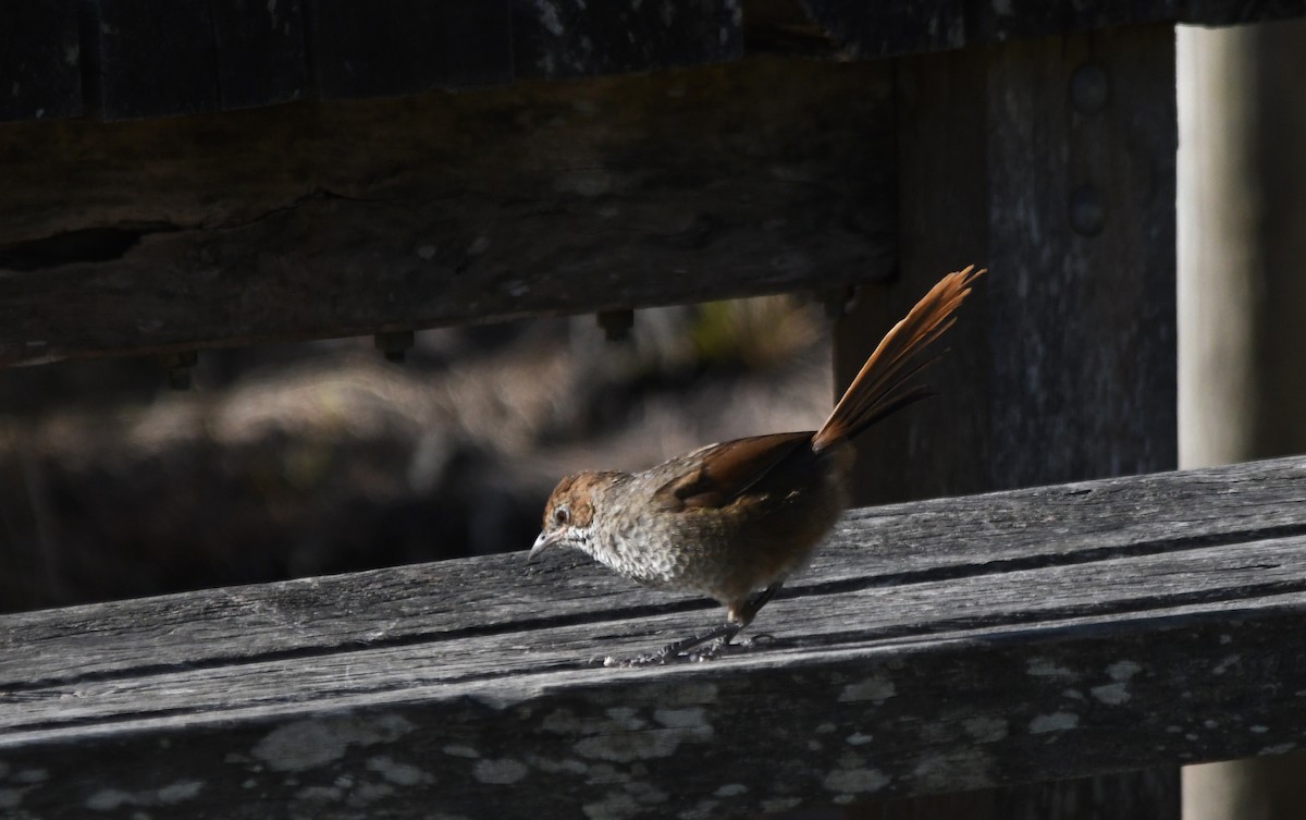 Rufous Bristlebird - ML619275740