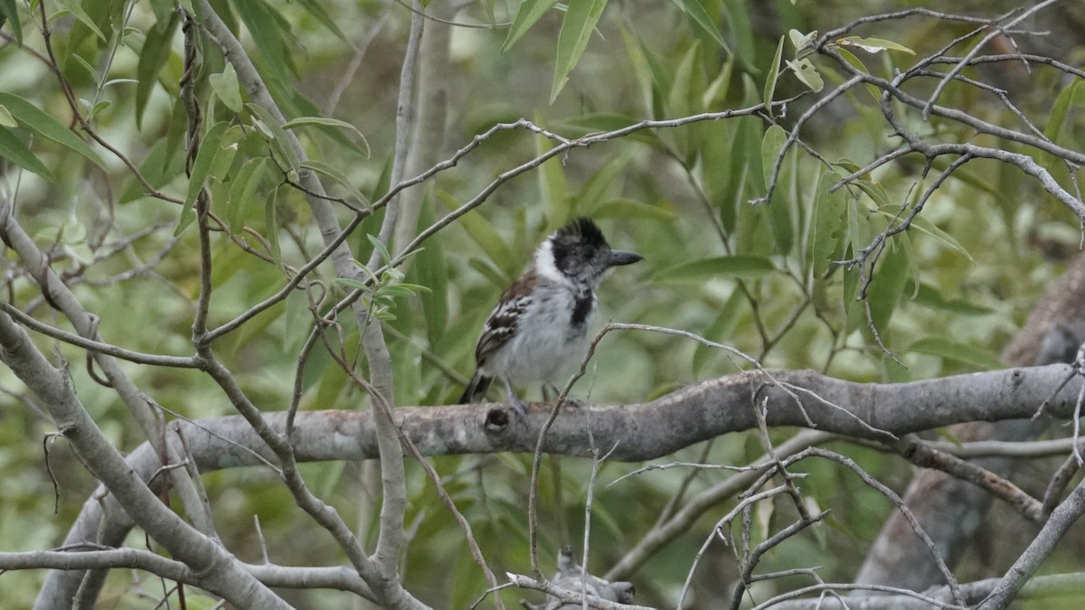 Collared Antshrike - Paul Gössinger