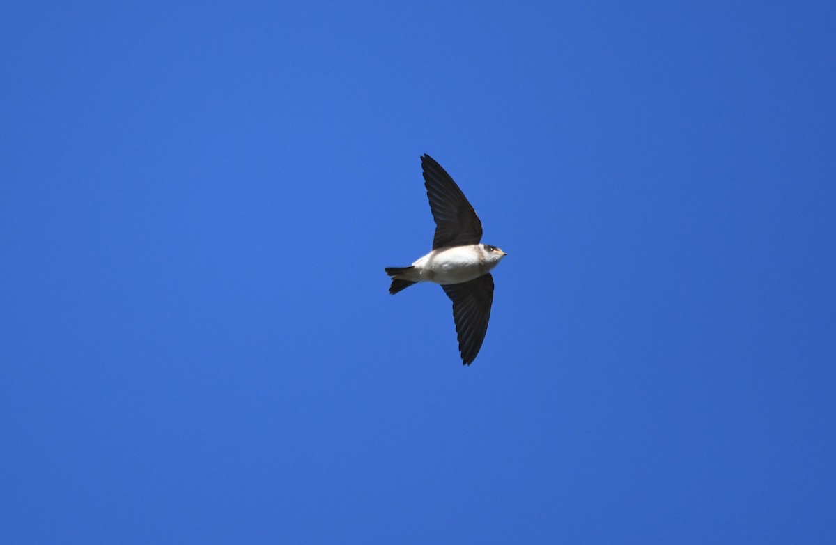 Golondrina Arborícola - ML619275749