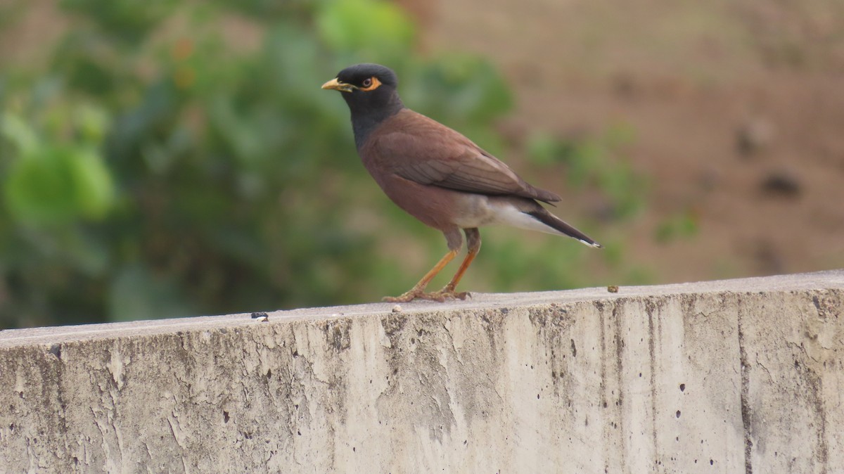 Common Myna - Sujay Biswas