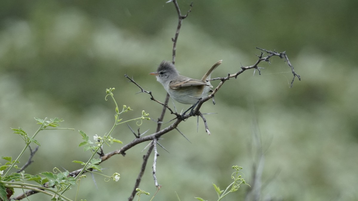 Southern Beardless-Tyrannulet - Paul Gössinger