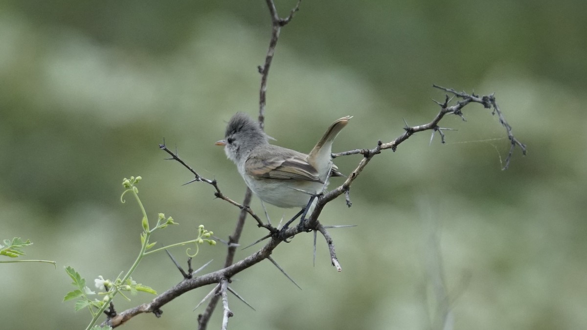 Southern Beardless-Tyrannulet - Paul Gössinger