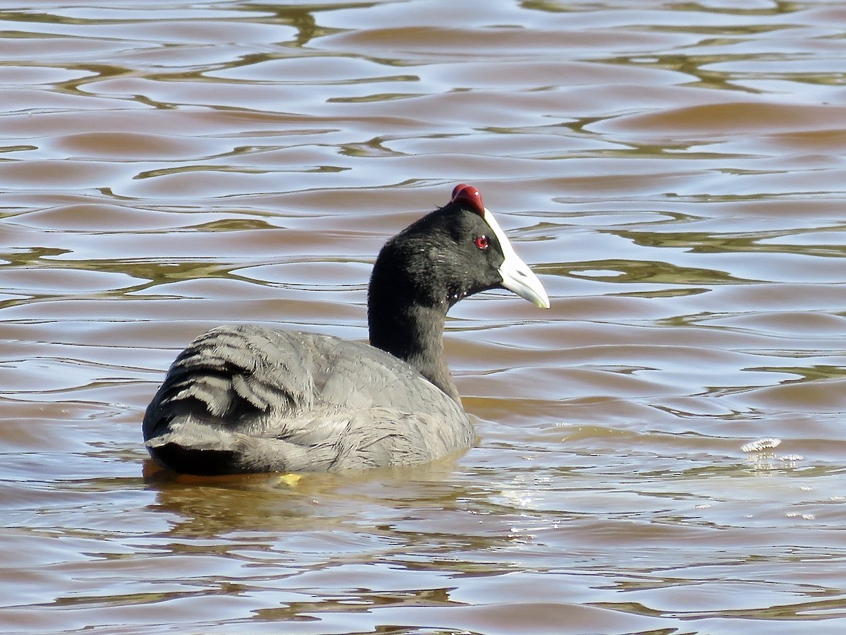 Red-knobbed Coot - Simon Pearce