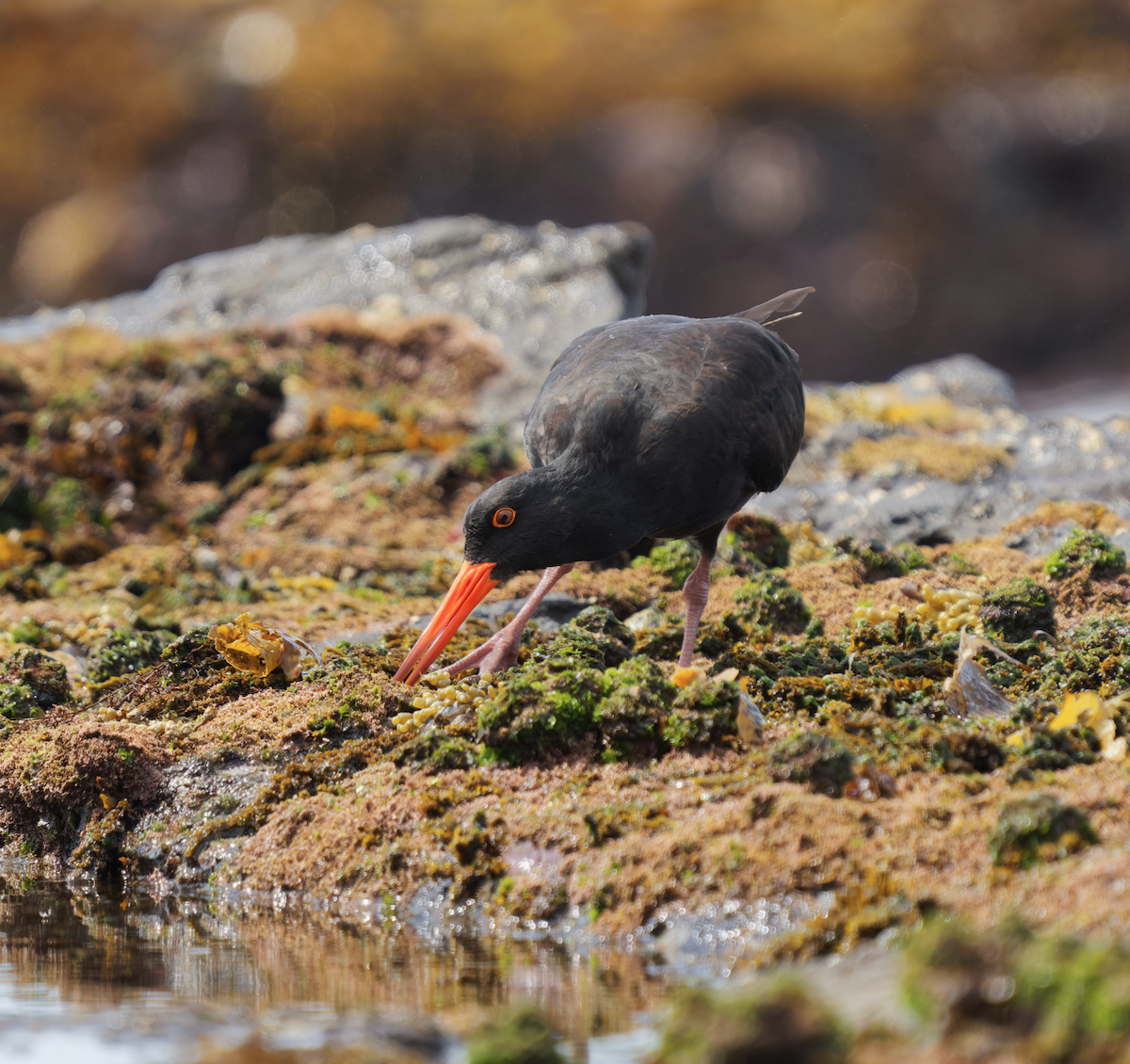 Sooty Oystercatcher - ML619275785