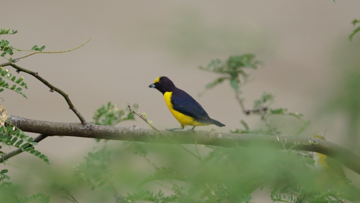 Purple-throated Euphonia - Paul Gössinger