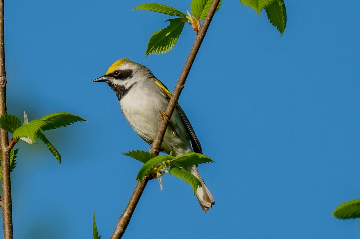 Golden-winged Warbler - ismael chavez