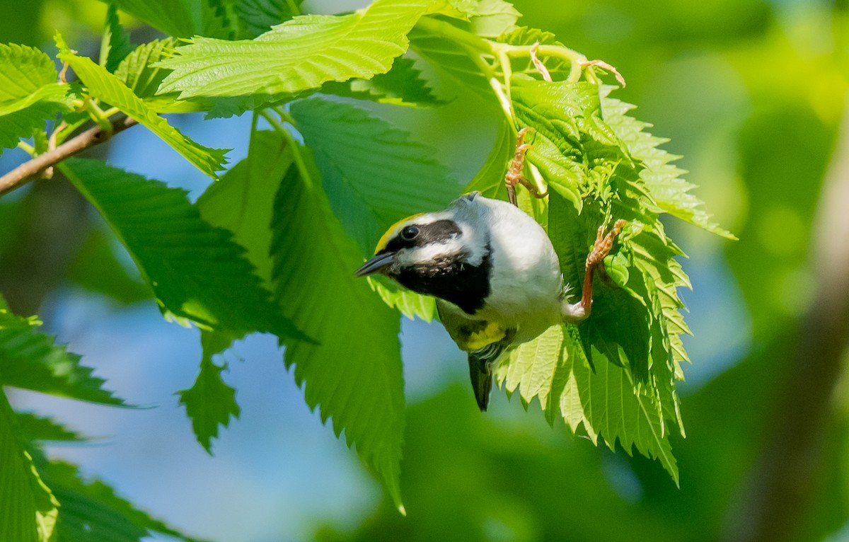 Golden-winged Warbler - ismael chavez