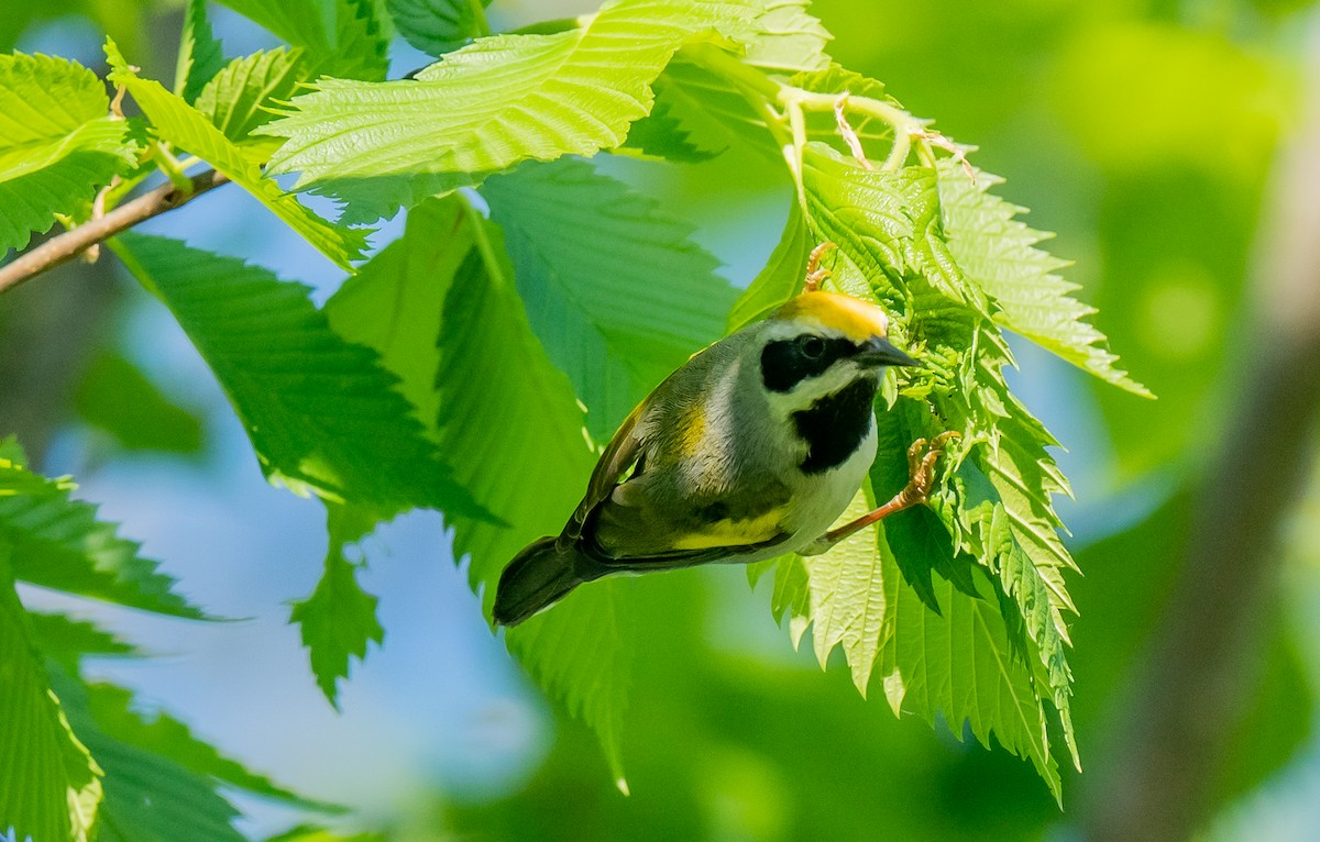 Golden-winged Warbler - ismael chavez