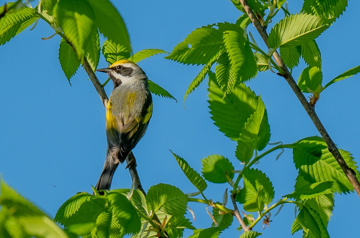 Golden-winged Warbler - ismael chavez