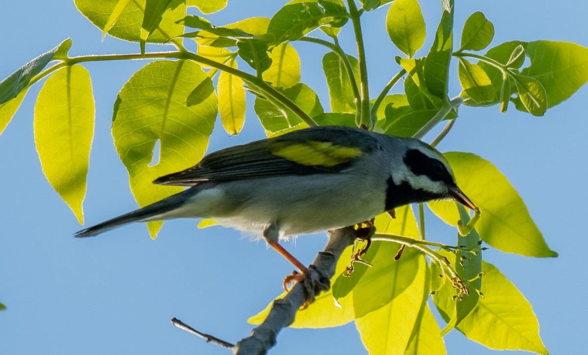 Golden-winged Warbler - ismael chavez