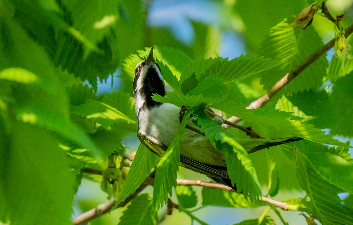 Golden-winged Warbler - ismael chavez