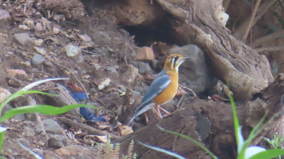 Orange-headed Thrush - Sujay Biswas