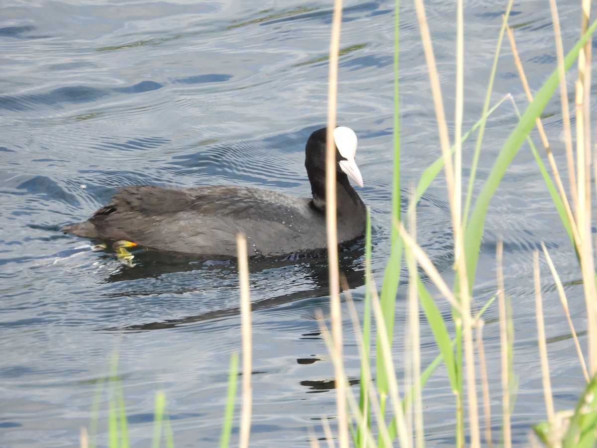 Eurasian Coot - Thomas Schreiter