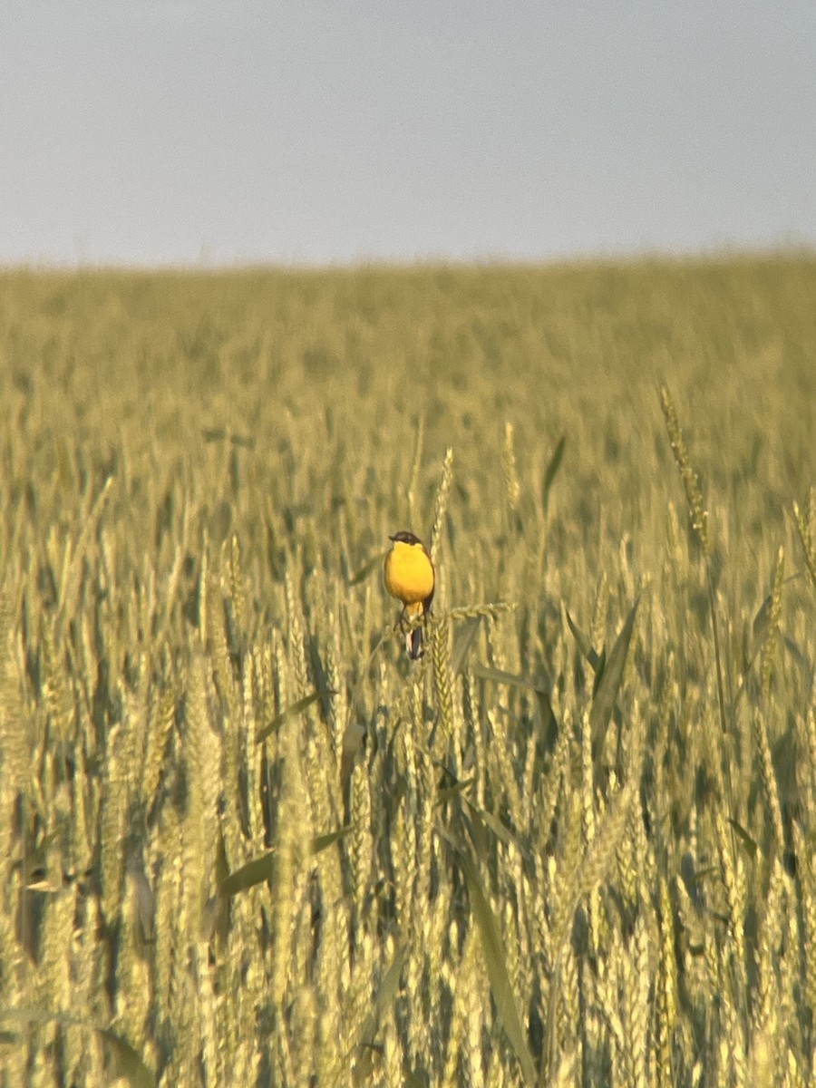 Western Yellow Wagtail (feldegg) - ML619275814