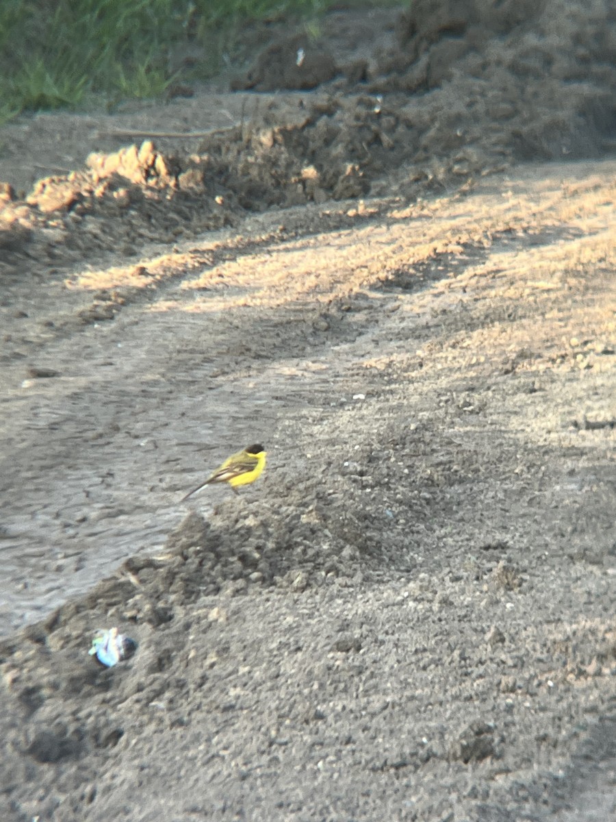 Western Yellow Wagtail (feldegg) - ML619275815