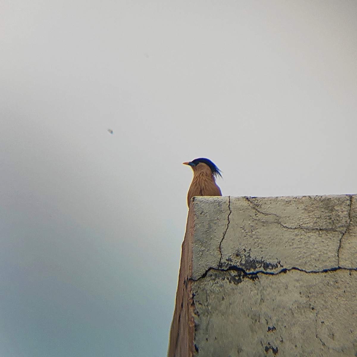 Brahminy Starling - A.Jay praveen