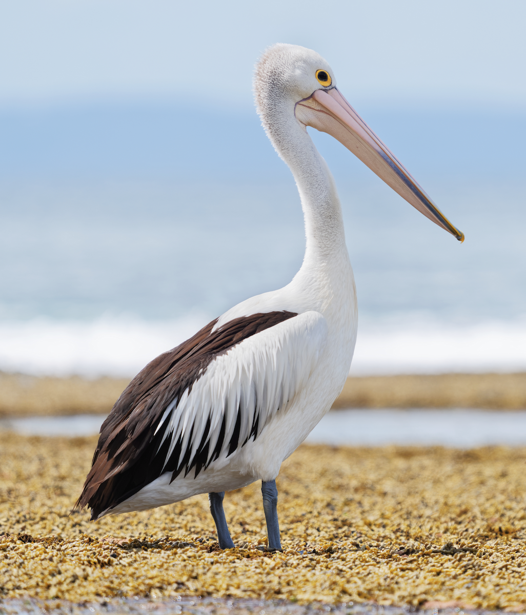 pelikán australský - ML619275829