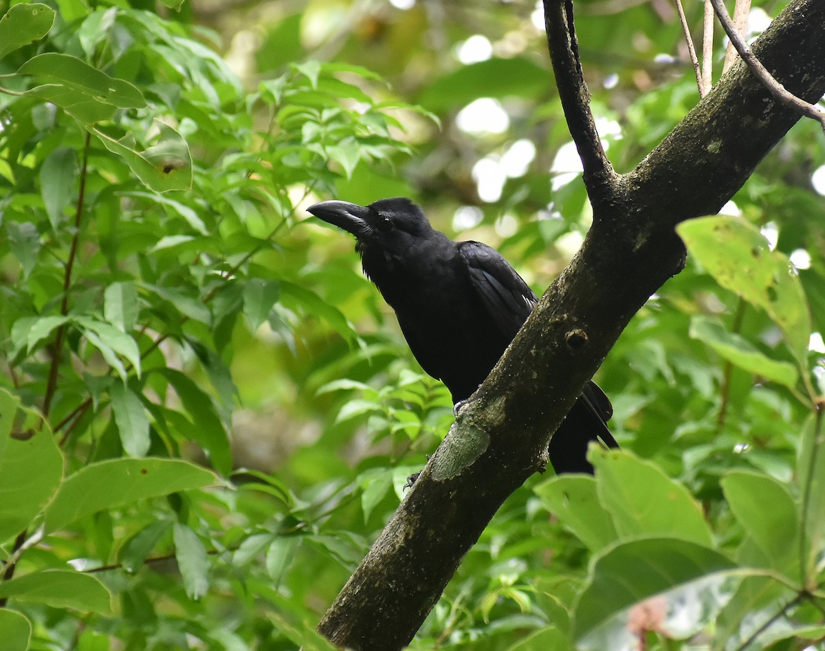 Large-billed Crow - Kausthubh K Nair