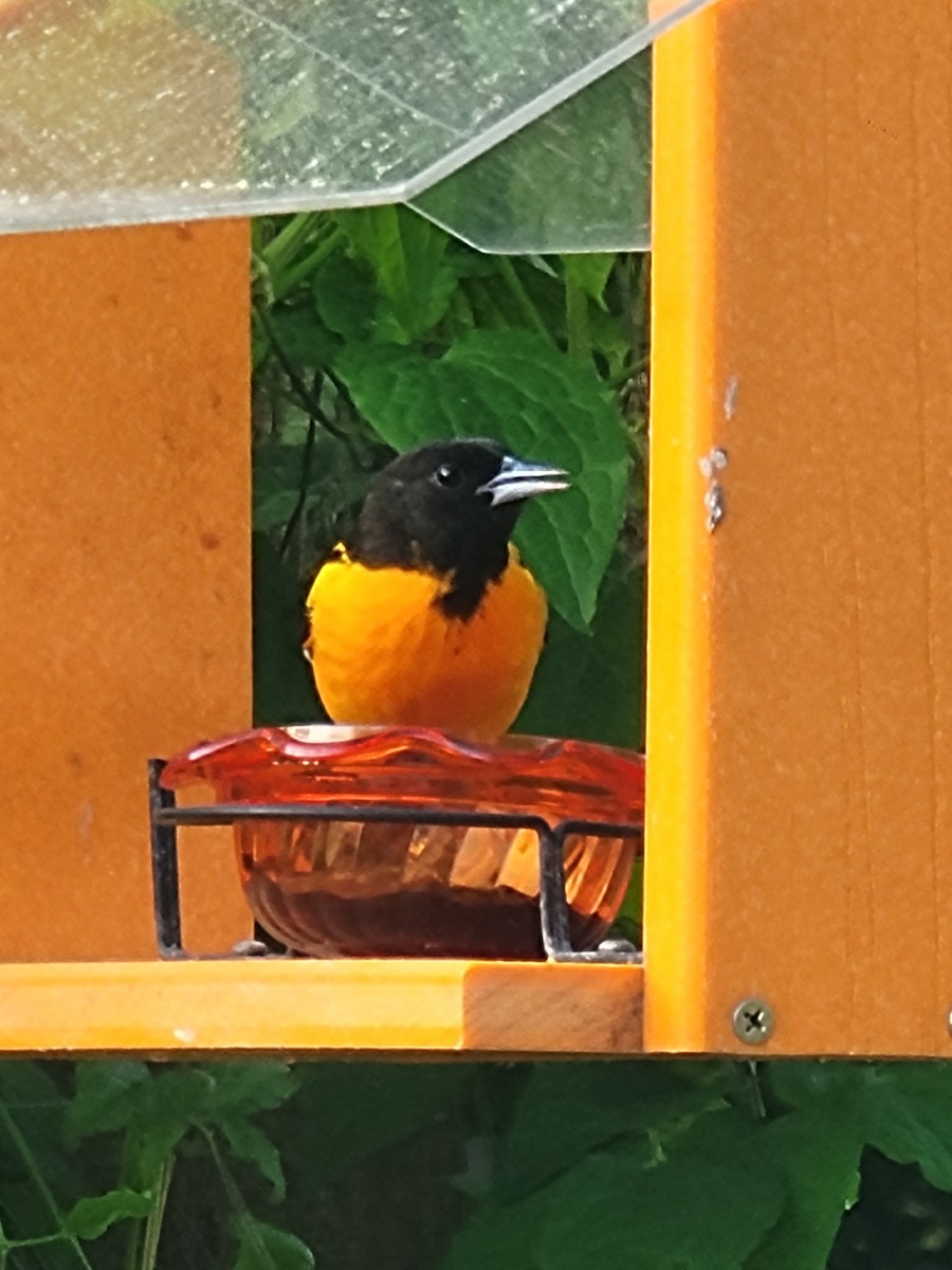 Baltimore Oriole - Scott Harp