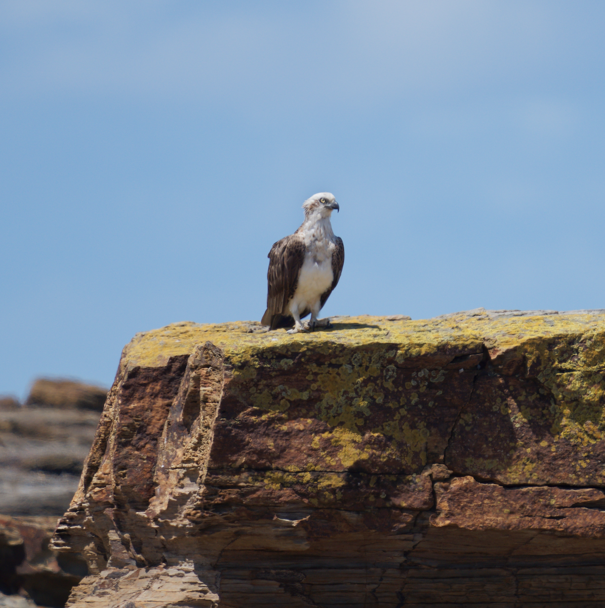 Osprey - ML619275864