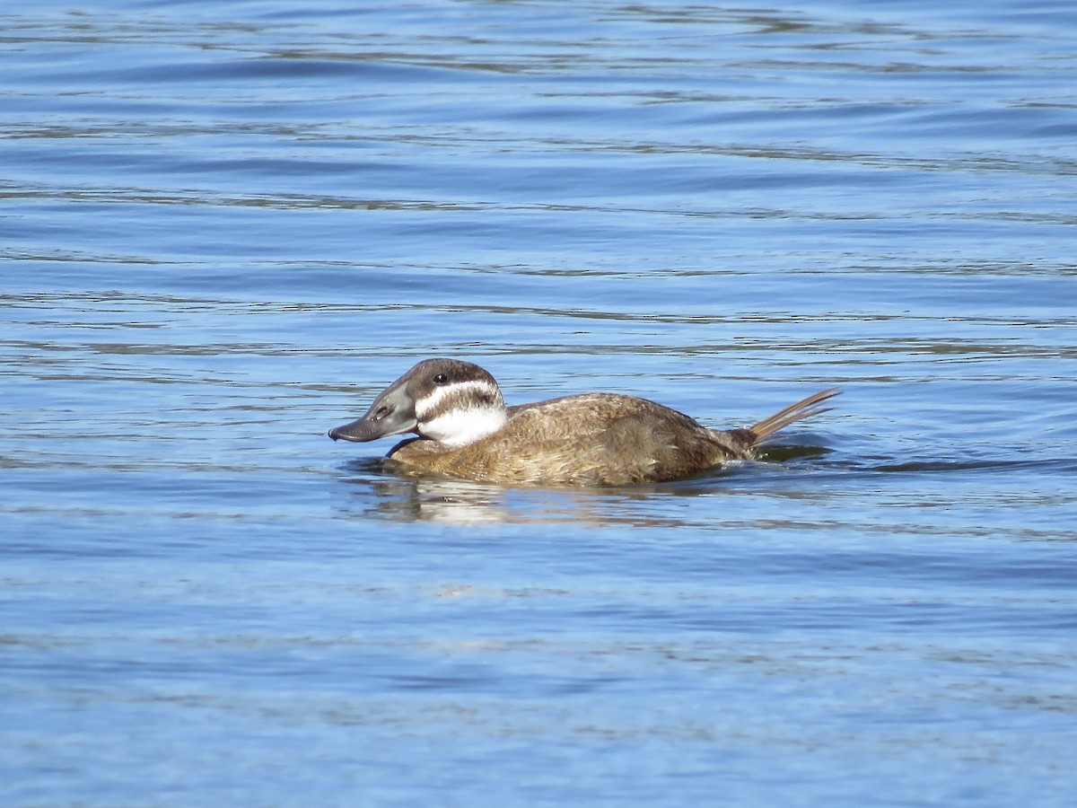 White-headed Duck - Simon Pearce