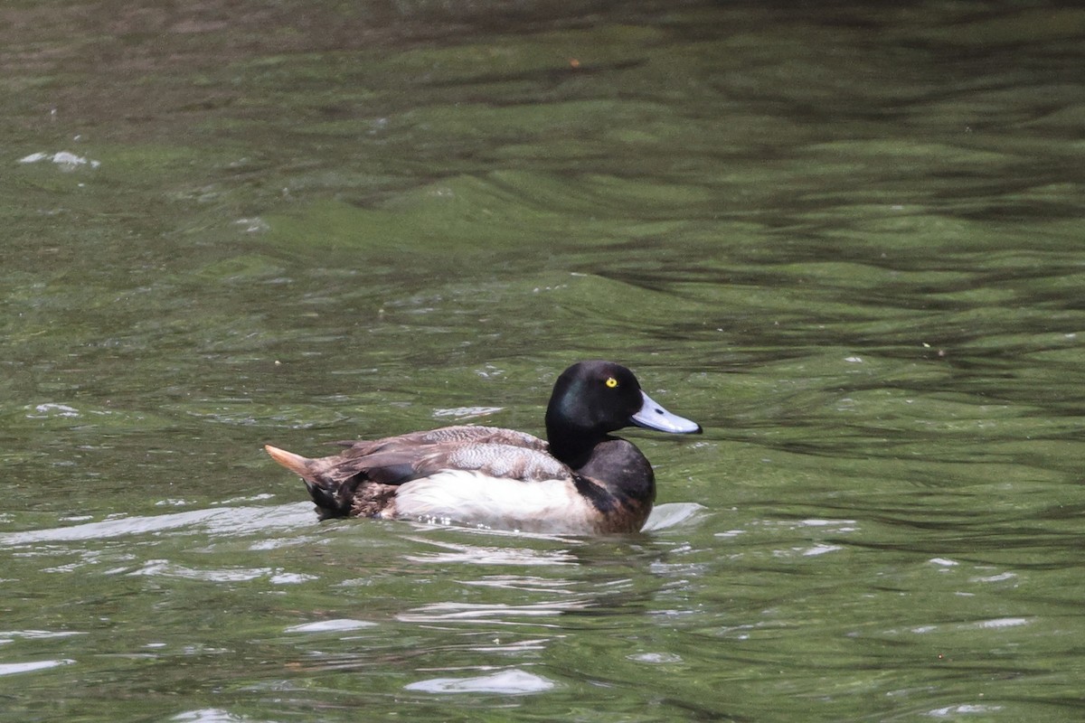 Greater Scaup - ML619275868