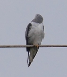 Black-winged Kite - Alexandre Vinot