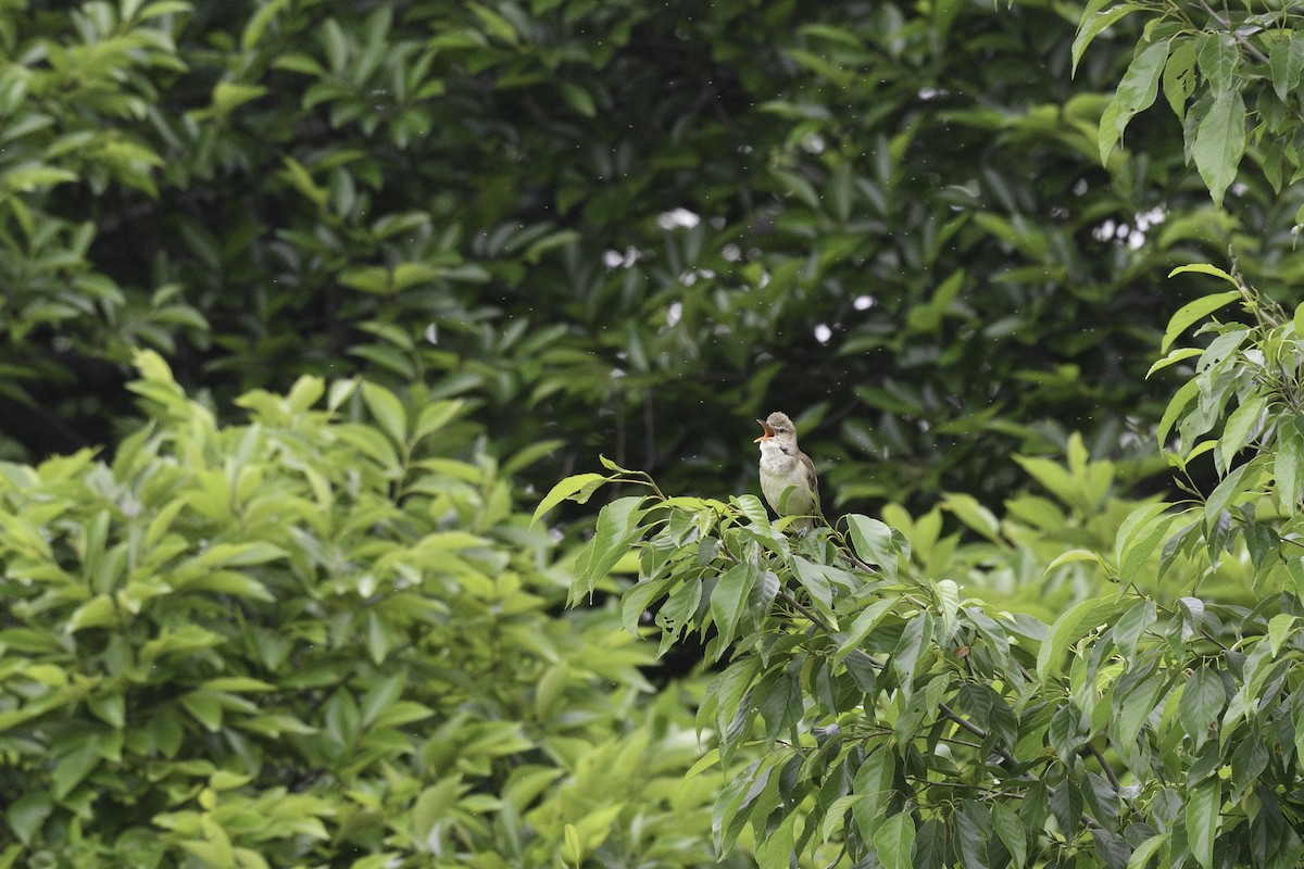 Oriental Reed Warbler - ML619275872