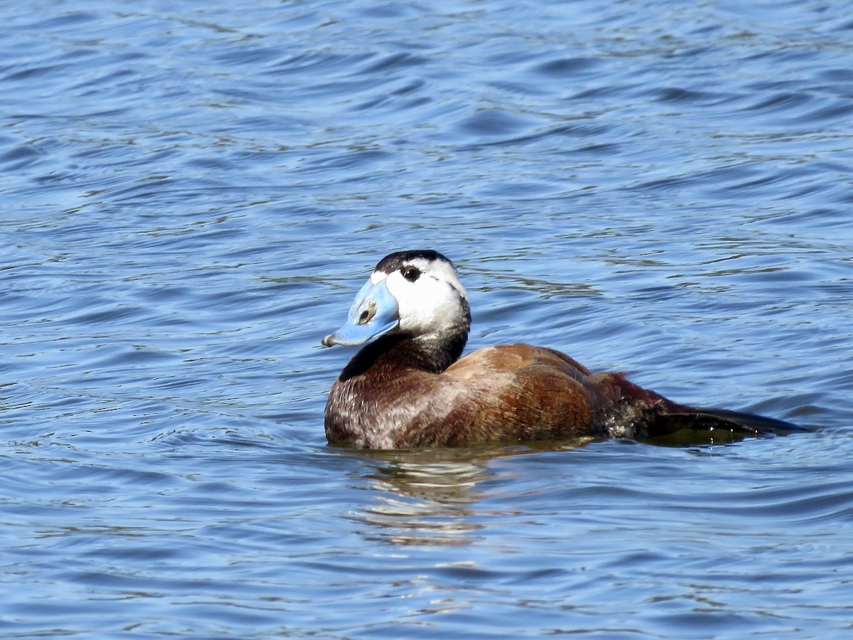 White-headed Duck - Simon Pearce