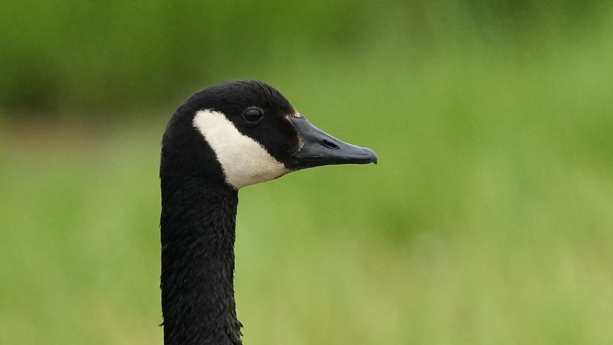 Canada Goose - Sunil Thirkannad