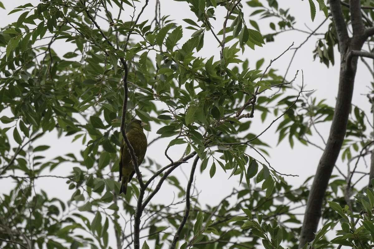 Oriental Greenfinch - ML619275886