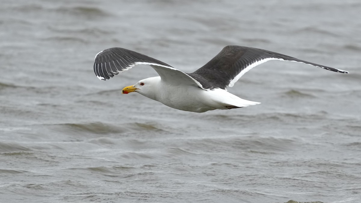 Great Black-backed Gull - Sunil Thirkannad