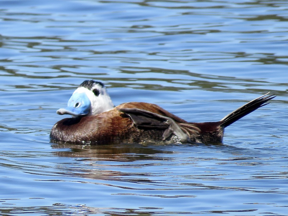 White-headed Duck - Simon Pearce