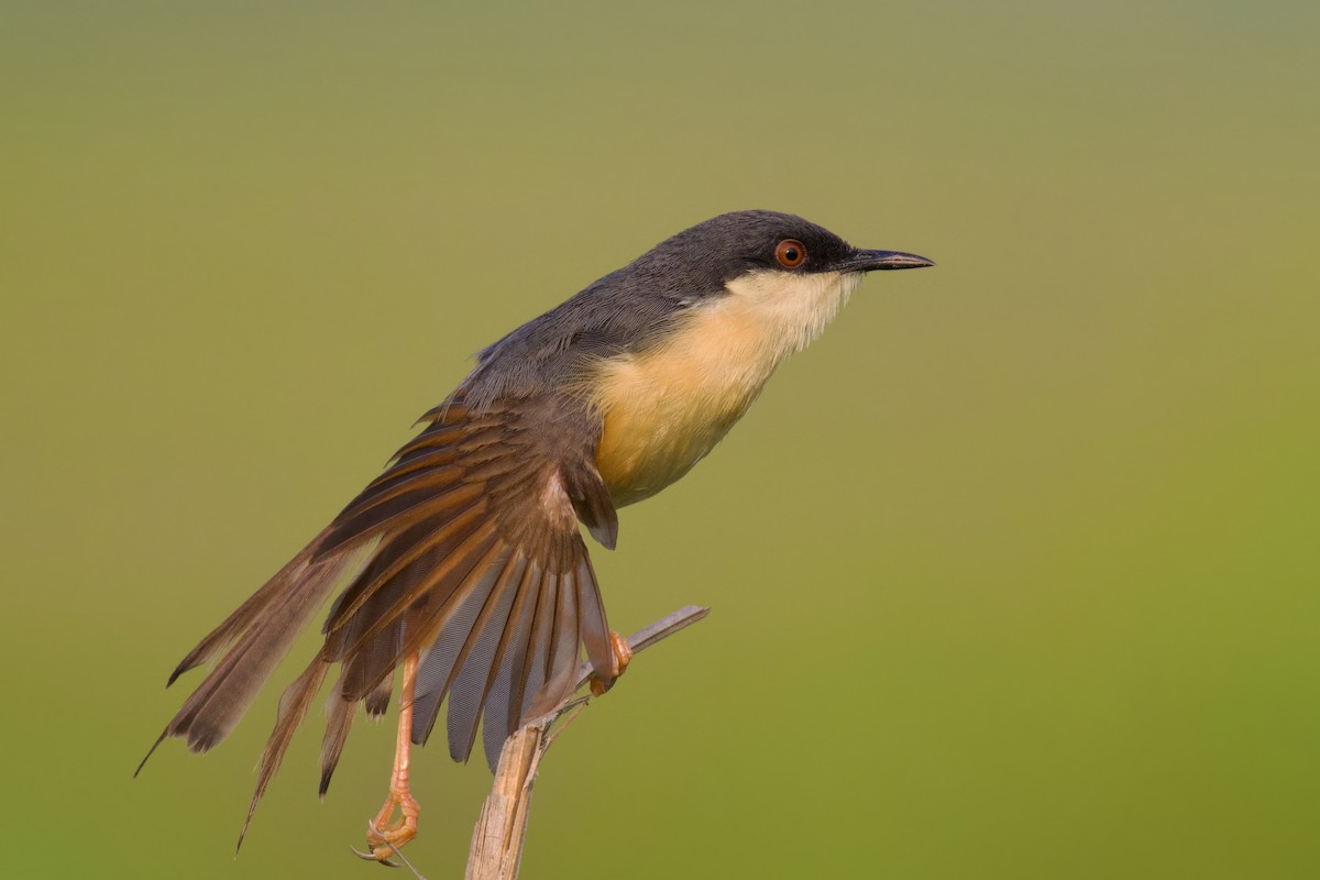 Ashy Prinia - Sourav Mandal