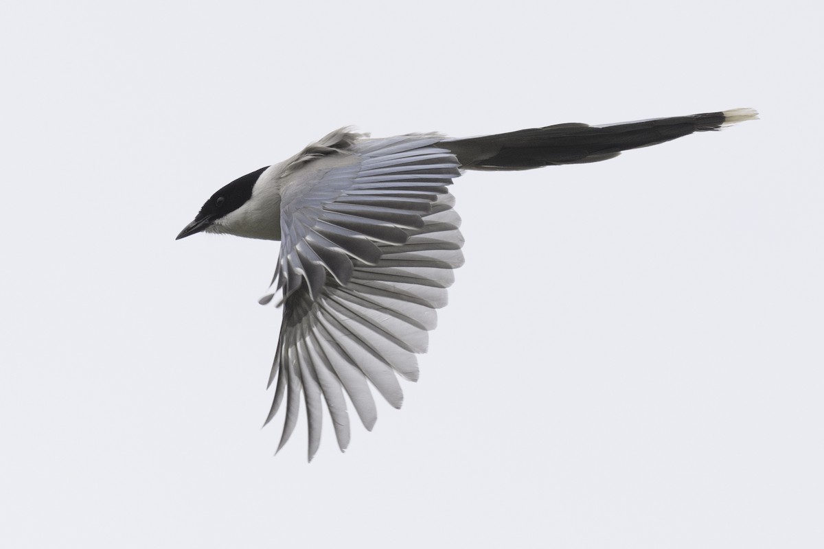 Azure-winged Magpie - ML619275905