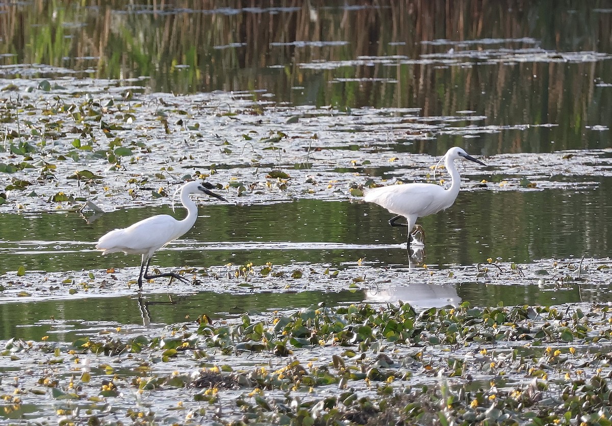 Little Egret - Mileta Čeković