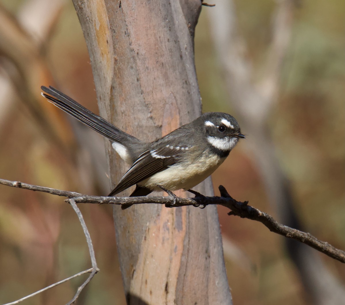 Gray Fantail - ML619275933