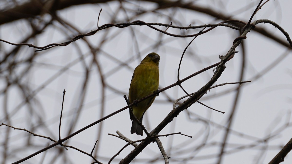 Saffron Finch - ML619275935