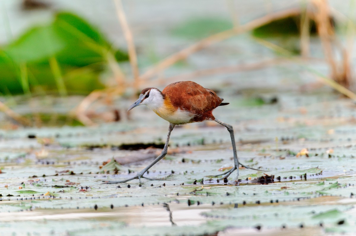 African Jacana - ML619275945