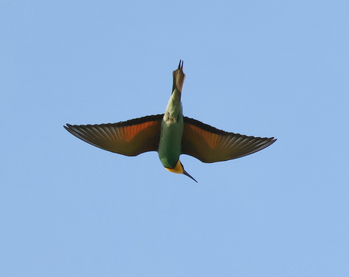 European Bee-eater - Mileta Čeković