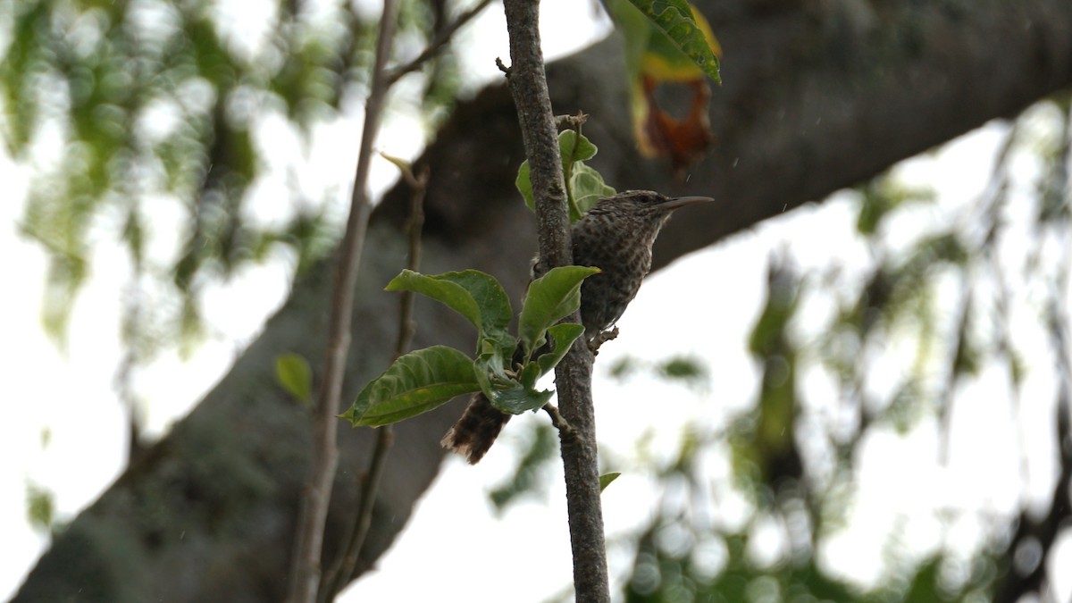 Fasciated Wren - Paul Gössinger