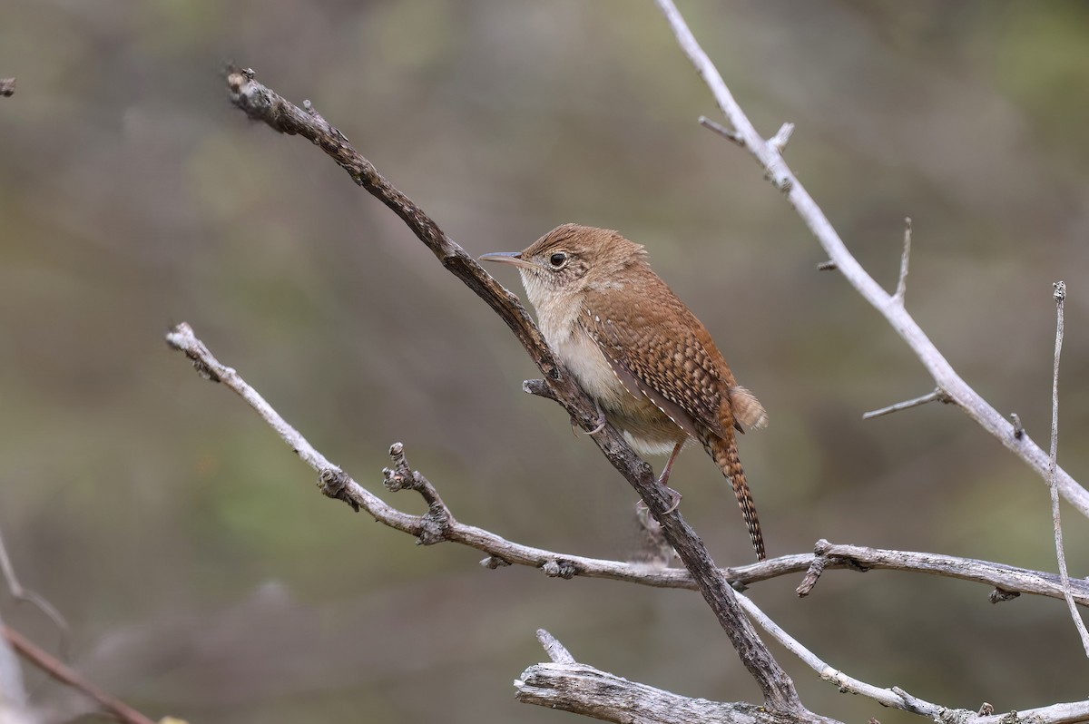 House Wren - ML619275983