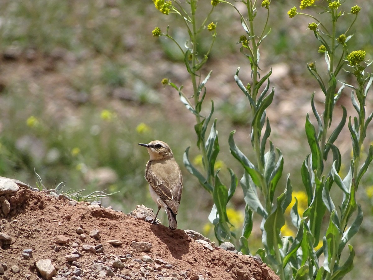 Atlas Wheatear - Léo-Paul Godderis 🦜