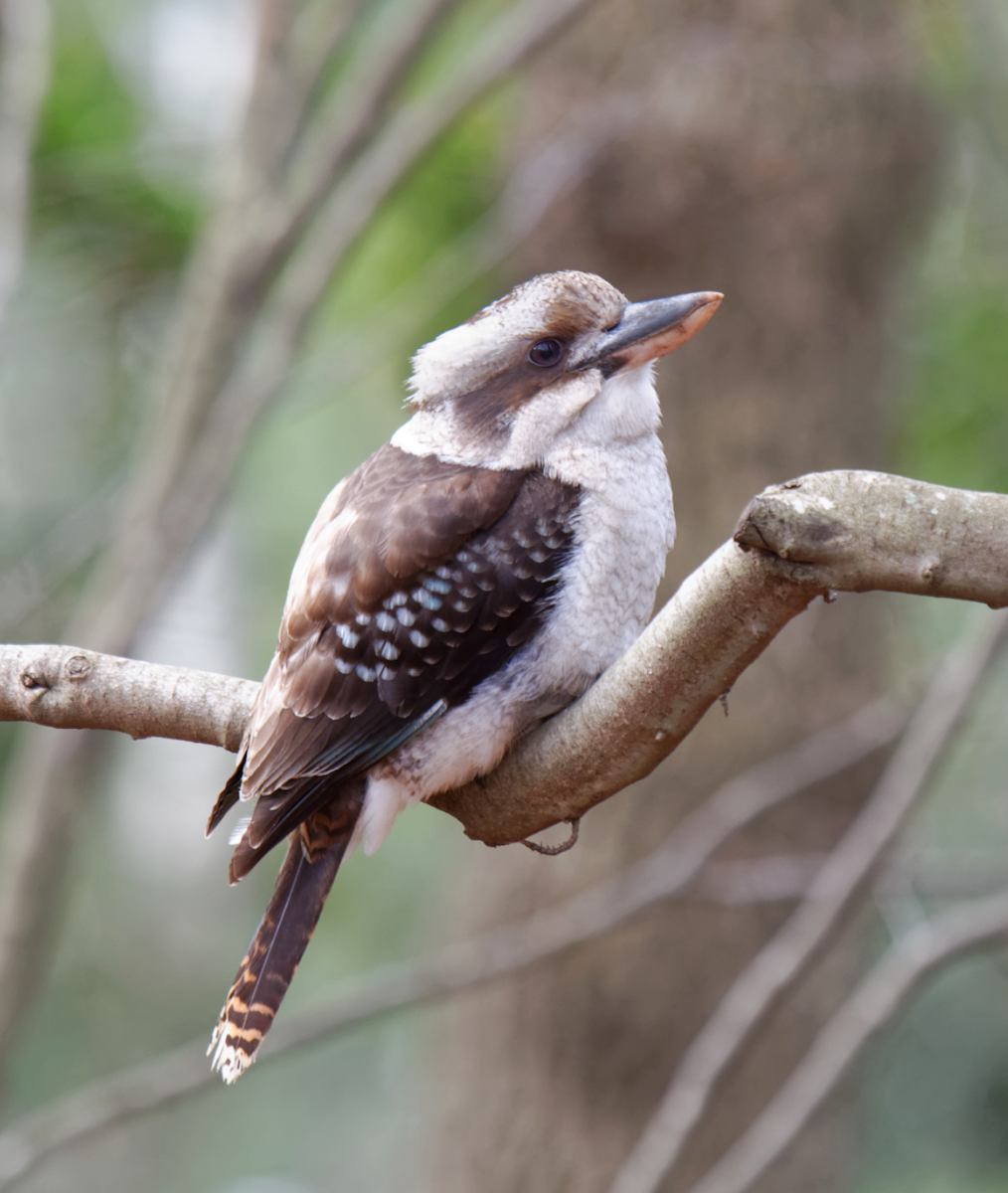 Laughing Kookaburra - ML619275997