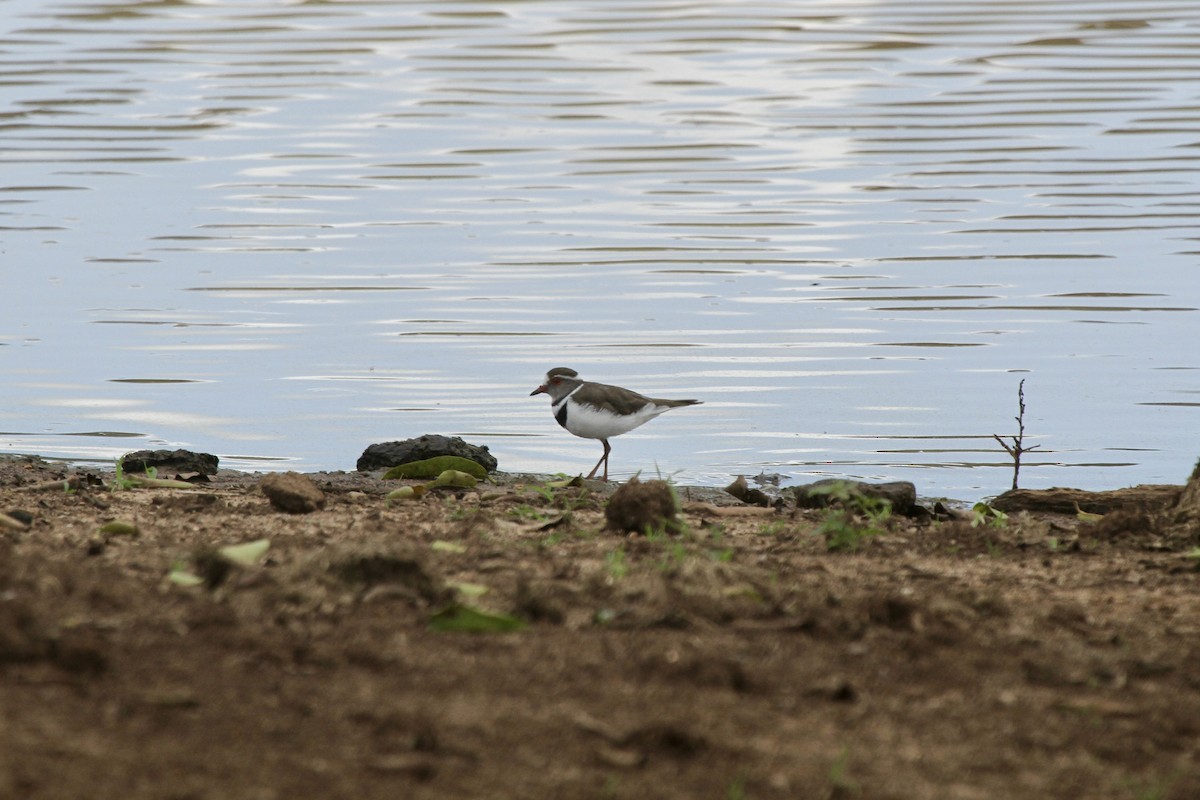 Three-banded Plover - Roger Hurt