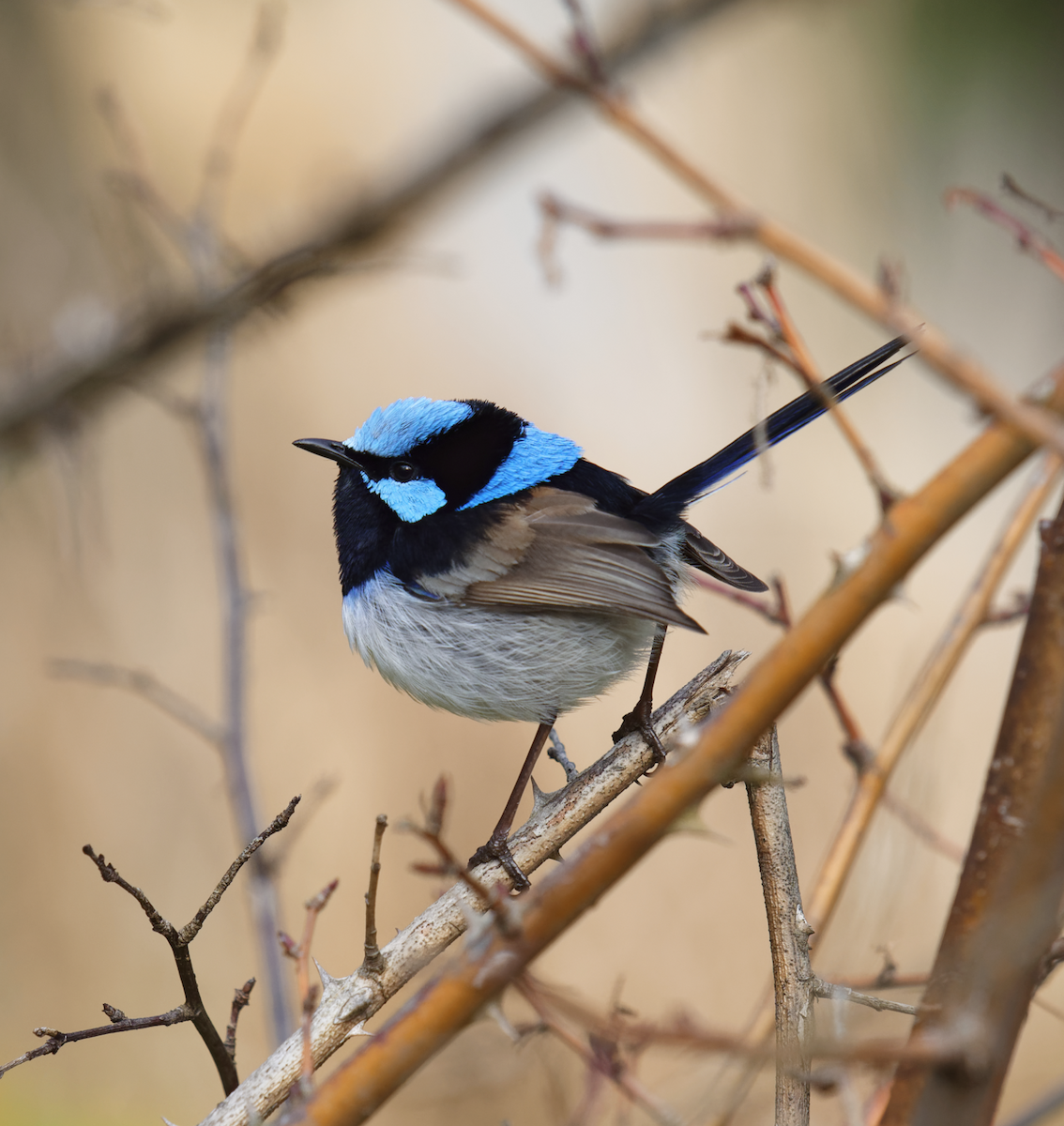 Superb Fairywren - ML619276012