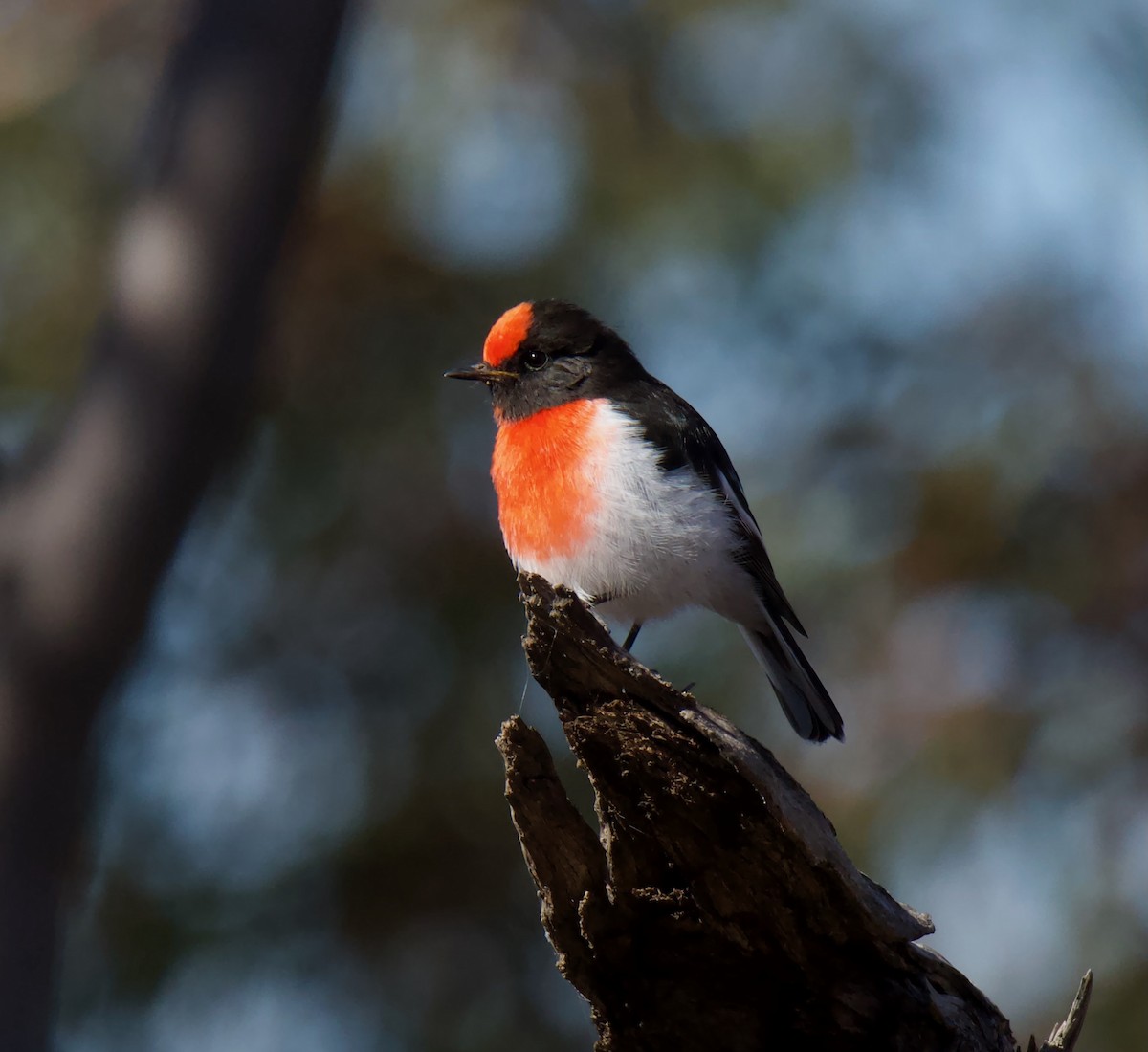 Red-capped Robin - Richard Croll