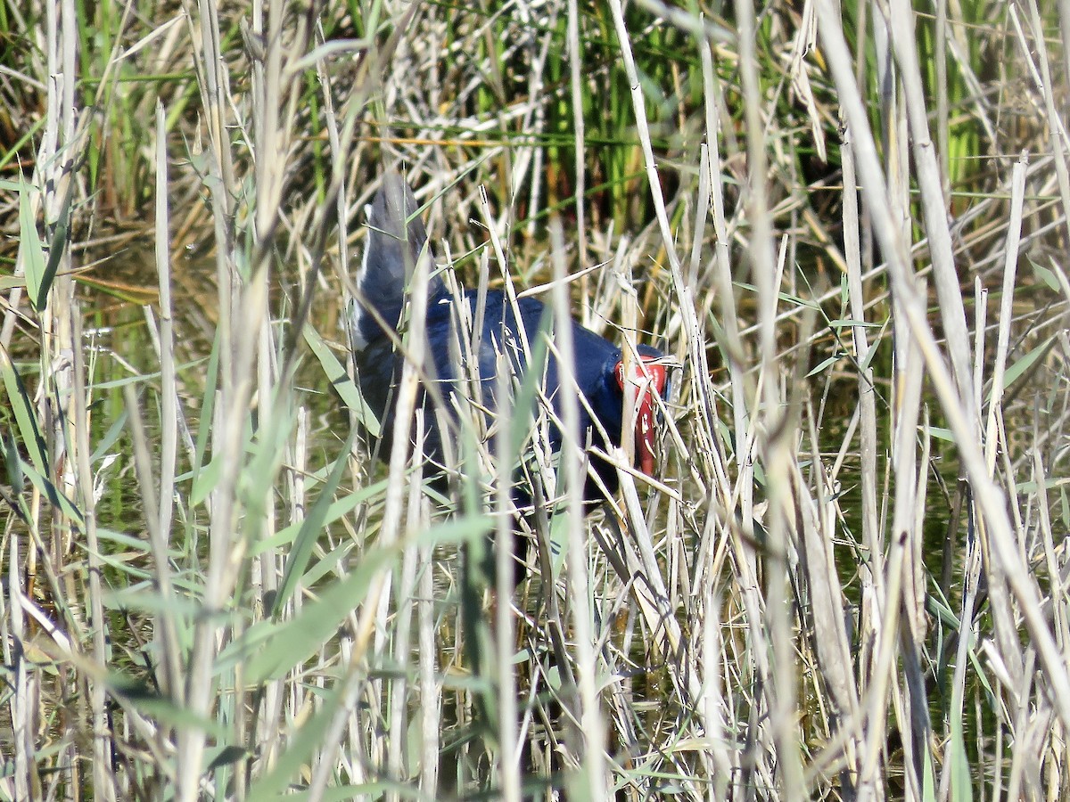 Western Swamphen - Simon Pearce