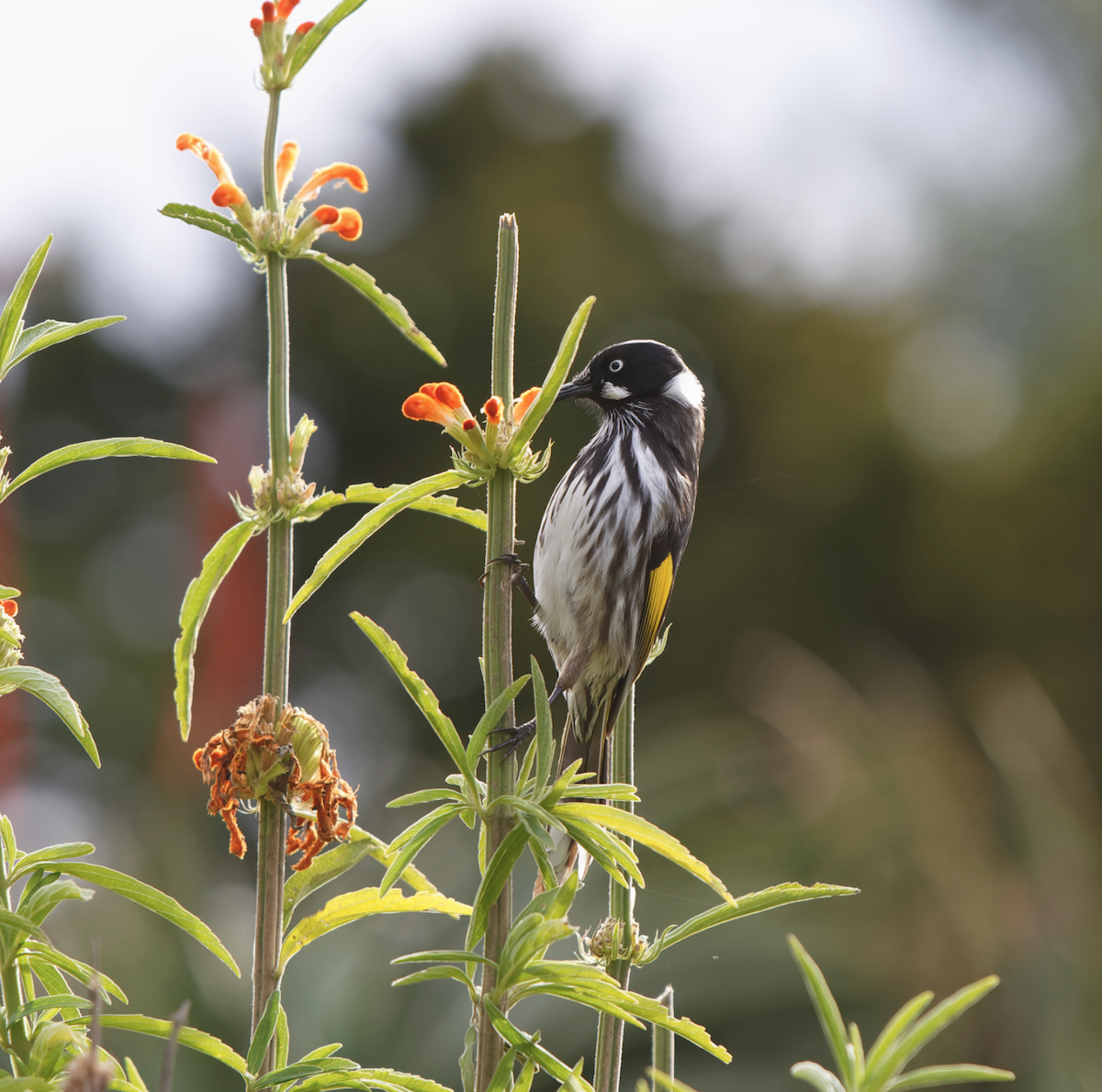 New Holland Honeyeater - Kevin Huang