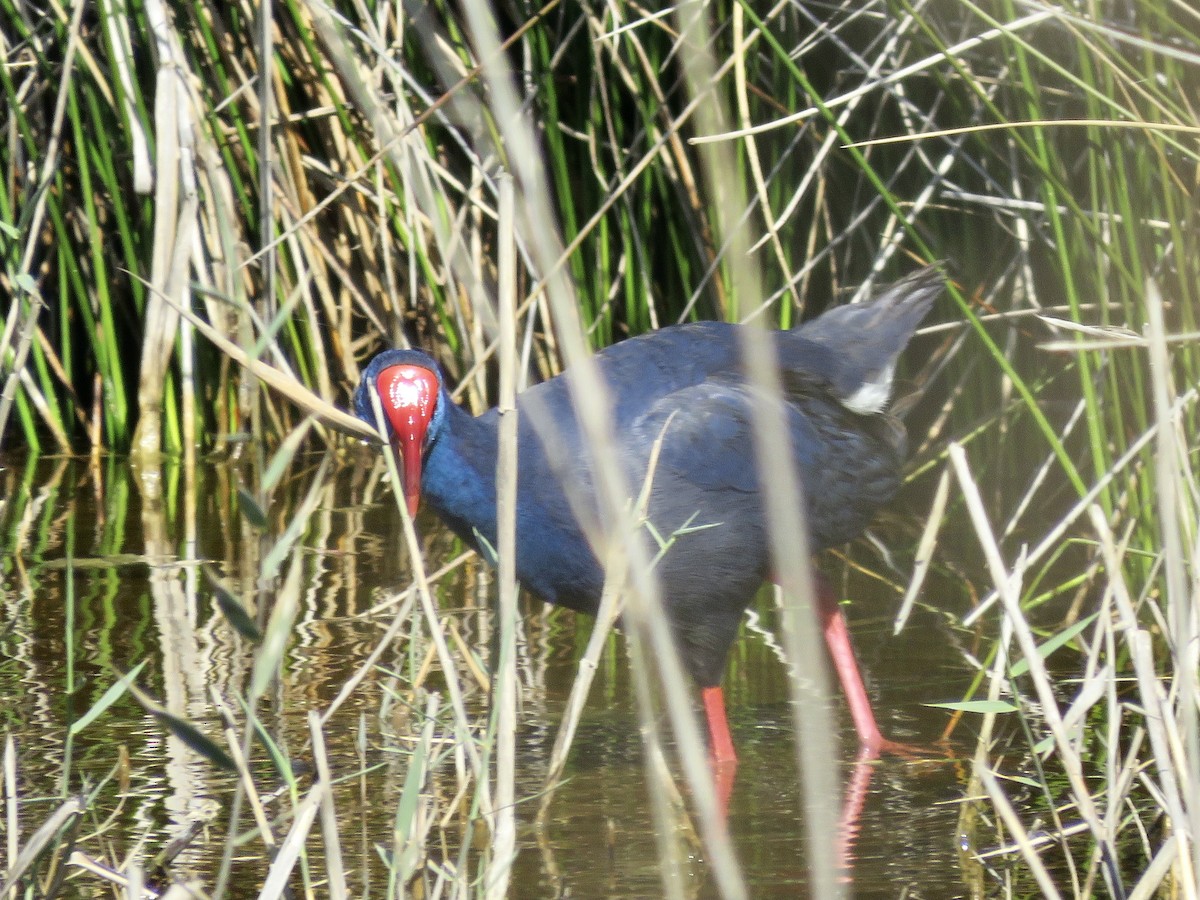 Western Swamphen - Simon Pearce